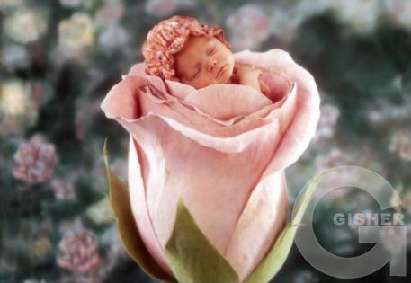 младенец(цветок жизни)