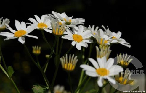 Ромашки