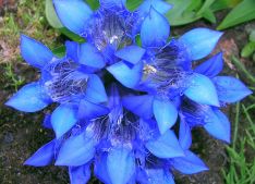 цветок цветок