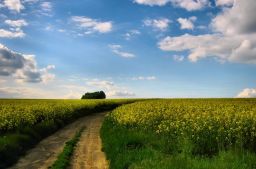 Дорога домой