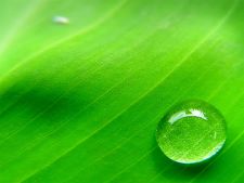 капля капля