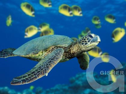 Морская черепаха