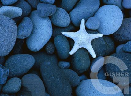 морское дно