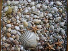 Морское дно