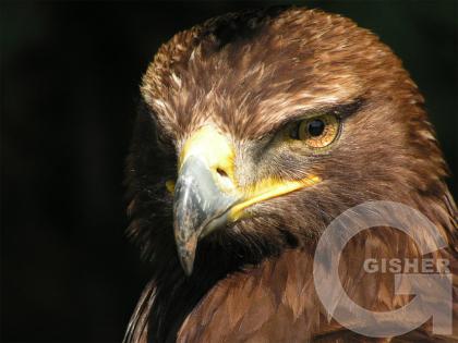 Орел - птица гордая!