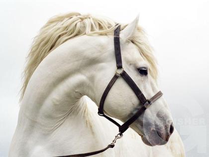 White Horse
