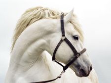 White Horse