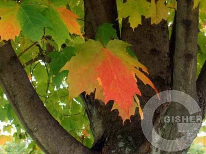 лето подвинься... Осень идет