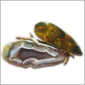 The Two - Agate, Bronze. [height 9 cm.]