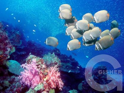 Подводный мир