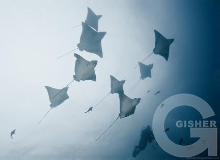 Скаты-орлы величественно проплывают над дайвером.