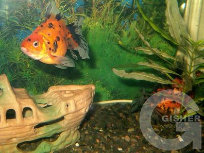 тайны подводного мира