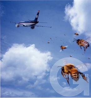 Верните наш мёд