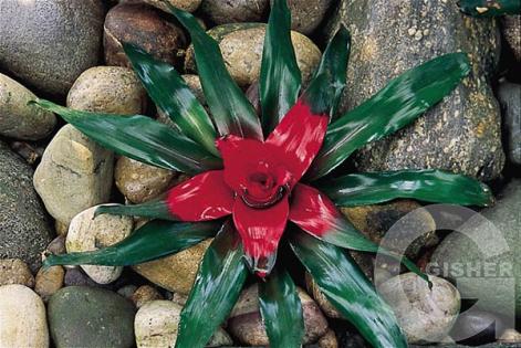 Красно-зеленое чудо....