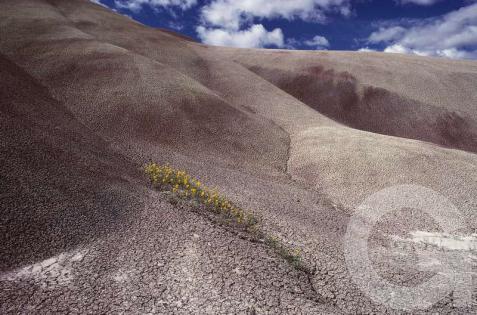 Причуды природы