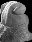 The Silent Grief, 1924, crimson marble, Zateyans' family collection