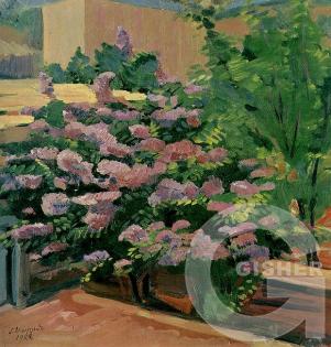 Lilac. 1922