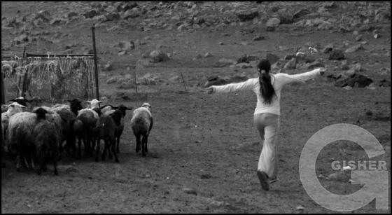 Shepherd's Family - 10