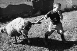 Shepherd's Family - 5