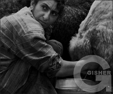 Shepherd's Family - 6