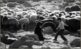 Shepherd's Family - 7