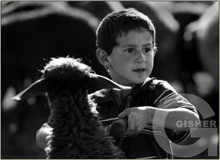 Shepherd's Family - 8