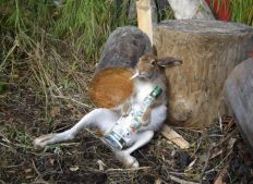 косой косой