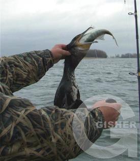 Сдохну, но рыбу не отдам!