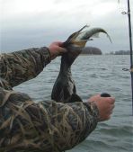 Сдохну, но рыбу не отдам!