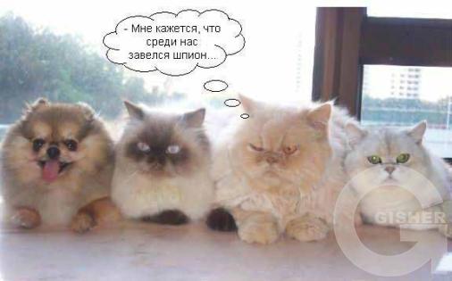 среди нас шпион...