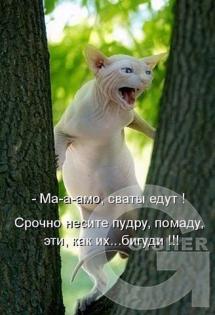 Сваты едут!