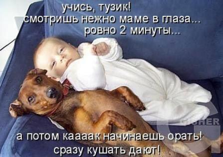 Учись, тузик!
