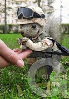 Хвостатый спецназ))