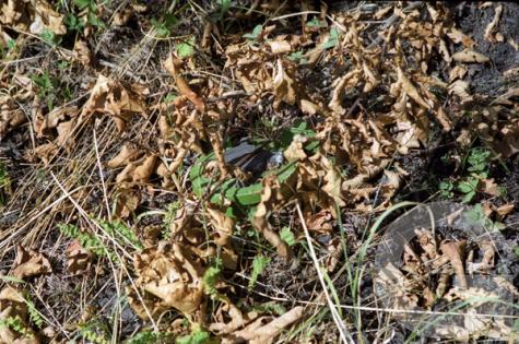 Anti-Personnel Mine, Surassy, Armenian-controlled Azerbaijan © Onnik Krikorian , Oneworld Multimedia.