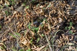 Anti-Personnel Mine, Surassy, Armenian-controlled Azerbaijan © Onnik Krikorian , Oneworld Multimedia.