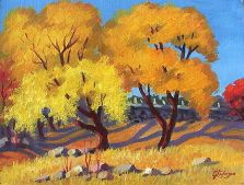 Apricot Trees