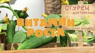 Маша и Медведь : Витамин роста (30 серия)