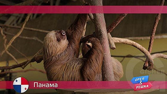 Орел и решка: Панама