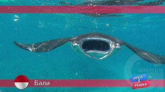 Орел и решка: Бали. Индонезия