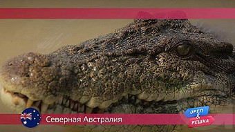 Орел и решка, Дарвин. Австралия