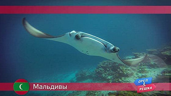 Орел и решка: Мальдивы