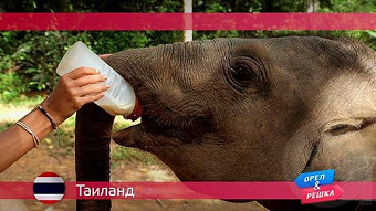 Орел и Решка: Таиланд