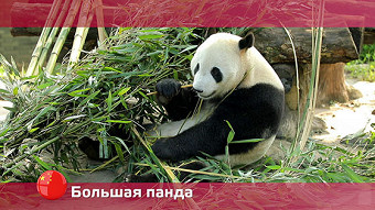 Орел и решка: Чэнду. Китай