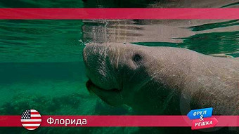 Орел и решка: Флорида. США