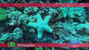 Орел и решка: Мальдивы 2