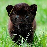 Аватара пользователя